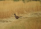 Ring-necked Pheasant (27)