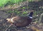 Ring-necked Pheasant (3)