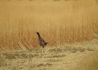 Ring-necked Pheasant (30)