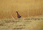 Ring-necked Pheasant (31)