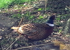 Ring-necked Pheasant (4)