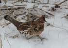 101Ruffed Grouse