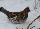 102Ruffed Grouse