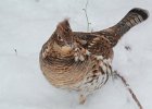 Ruffed Grouse (1)