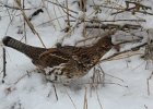 Ruffed Grouse (10)