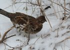 Ruffed Grouse (11)