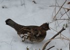 Ruffed Grouse (12)