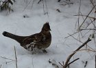 Ruffed Grouse (14)