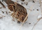 Ruffed Grouse (15)