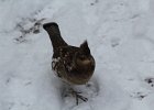 Ruffed Grouse (16)