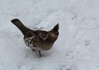 Ruffed Grouse (17)