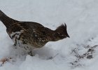 Ruffed Grouse (18)
