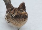 Ruffed Grouse (19)