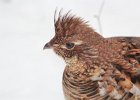Ruffed Grouse (2)