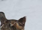 Ruffed Grouse (20)