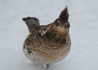 Ruffed Grouse (21)