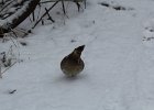 Ruffed Grouse (22)