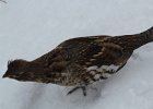 Ruffed Grouse (23)