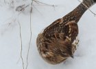 Ruffed Grouse (24)