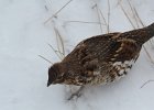 Ruffed Grouse (25)
