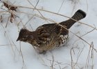 Ruffed Grouse (26)