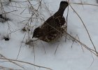 Ruffed Grouse (27)