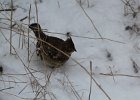 Ruffed Grouse (28)