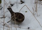 Ruffed Grouse (29)