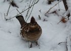 Ruffed Grouse (3)