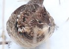 Ruffed Grouse (30)