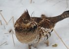 Ruffed Grouse (31)