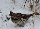 Ruffed Grouse (32)