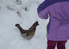 Ruffed Grouse (33)