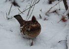 Ruffed Grouse (4)