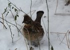 Ruffed Grouse (5)