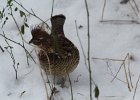 Ruffed Grouse (6)