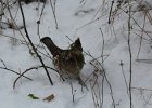 Ruffed Grouse (7)