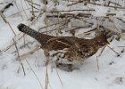 Ruffed Grouse (9)