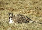 Greater Sage Grouse (1)