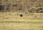 Greater Sage Grouse (10)
