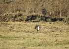 Greater Sage Grouse (11)