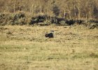 Greater Sage Grouse (12)