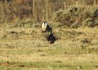 Greater Sage Grouse (14)