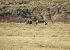 Greater Sage Grouse (15)