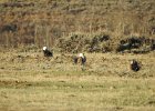 Greater Sage Grouse (16)