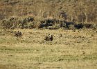 Greater Sage Grouse (17)