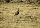 Greater Sage Grouse (18)