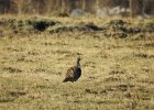 Greater Sage Grouse (19)