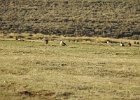 Greater Sage Grouse (2)
