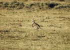 Greater Sage Grouse (20)